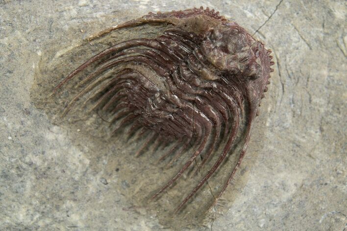 Red Leonaspis Trilobites - Hmar Laghdad, Morocco #329730
